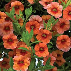 Calibrachoa callie orange